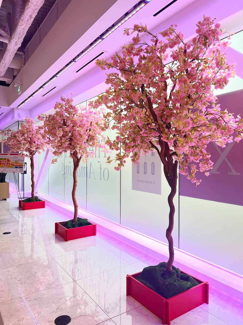 Pink cherry blossom trees line a front window of a commercial space, creating a festive Lunar New Year display