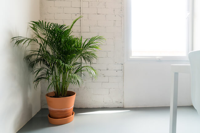 faux indoor plant palm in the corner of an office