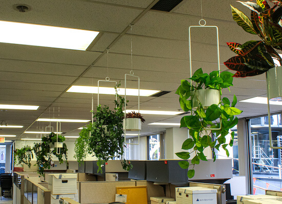 office space with artificial plants hanging from the ceiling