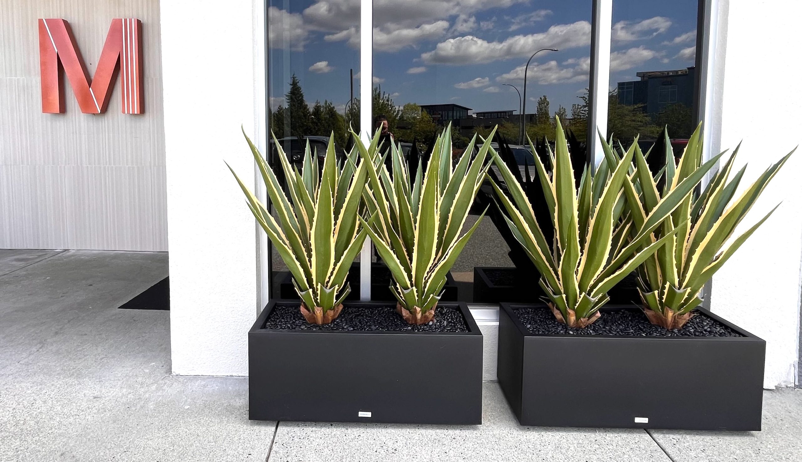 Faux agave plants in sleek black rectangular planters positioned outside a modern commercial entrance with a white facade.