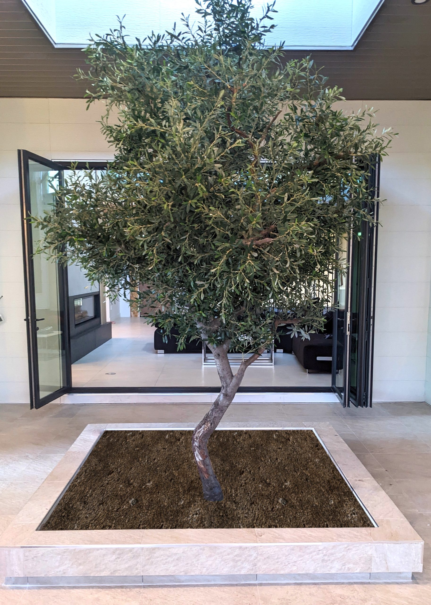 Custom artificial olive tree in a commercial atrium. Features a realistic trunk, dense green foliage, and a modern recessed planter for a sophisticated biophilic design.