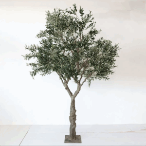 10 foot tall olive tree with natural trunk and dense green foliage by Greenscape Design.