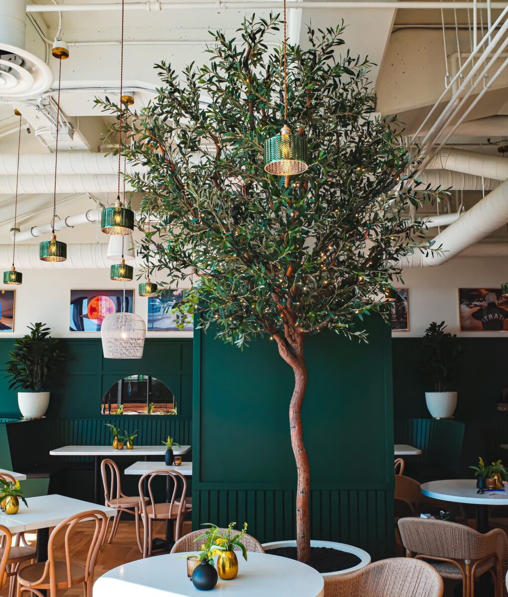 Indoor olive tree centerpiece bringing biophilic design and natural texture to a stylish green café interior.