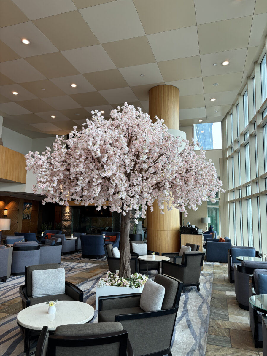 Cherry Blossom Canopy Tree