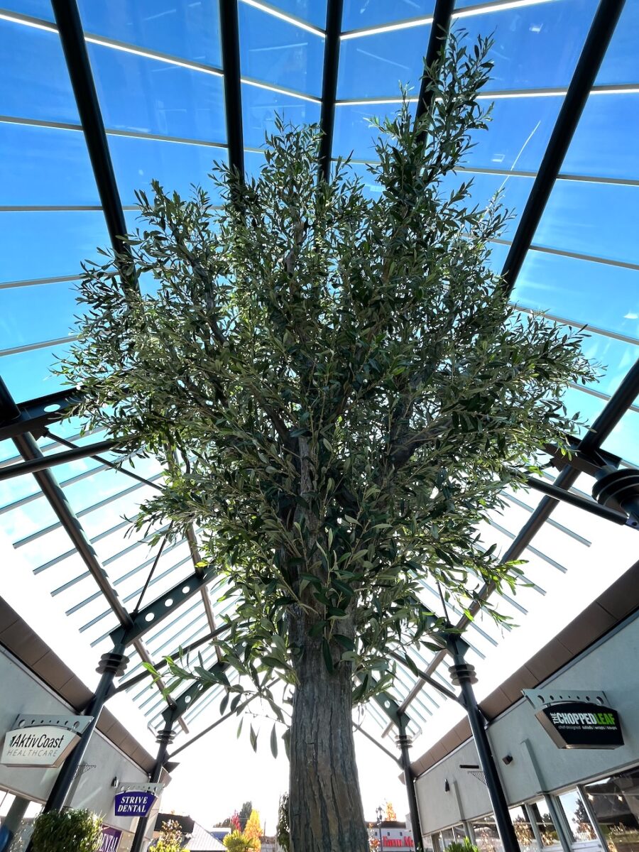 Artificial olive tree beneath a glass canopy at an outdoor shopping centre walkway