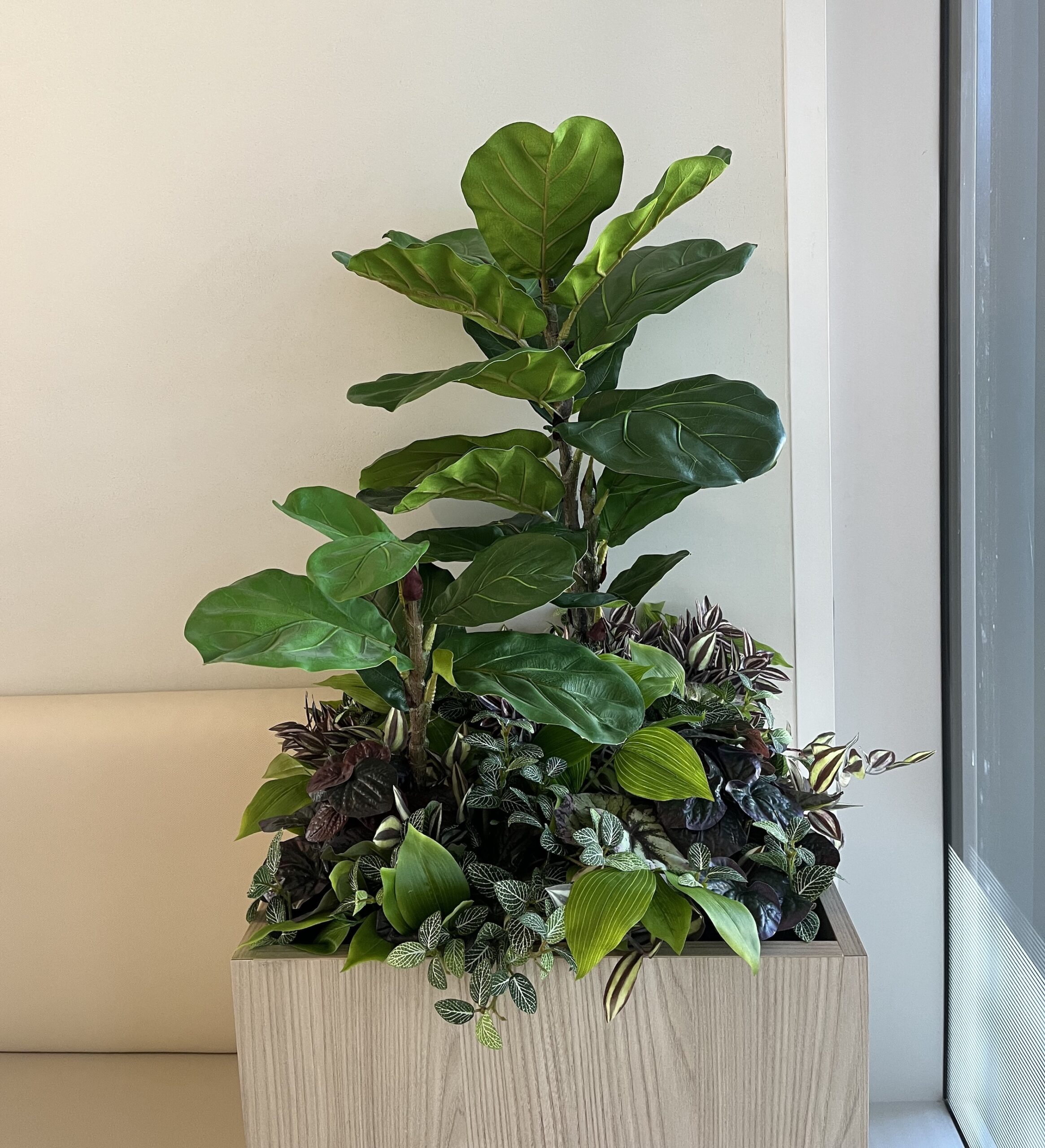 Artificial fiddle leaf fig in a square office planter placed against a neutral wall