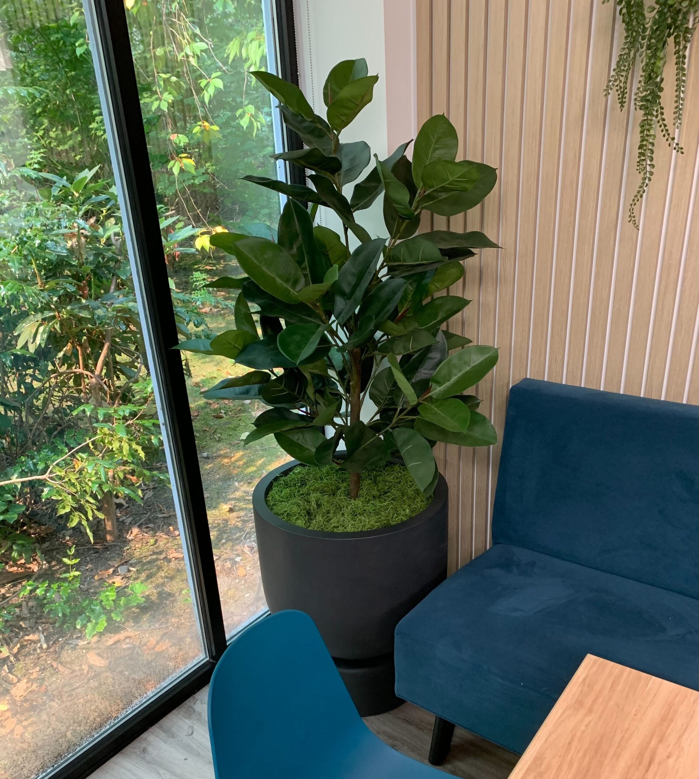 Artificial rubber plant with glossy dark green leaves in a black round planter beside a window in a restaurant interior.