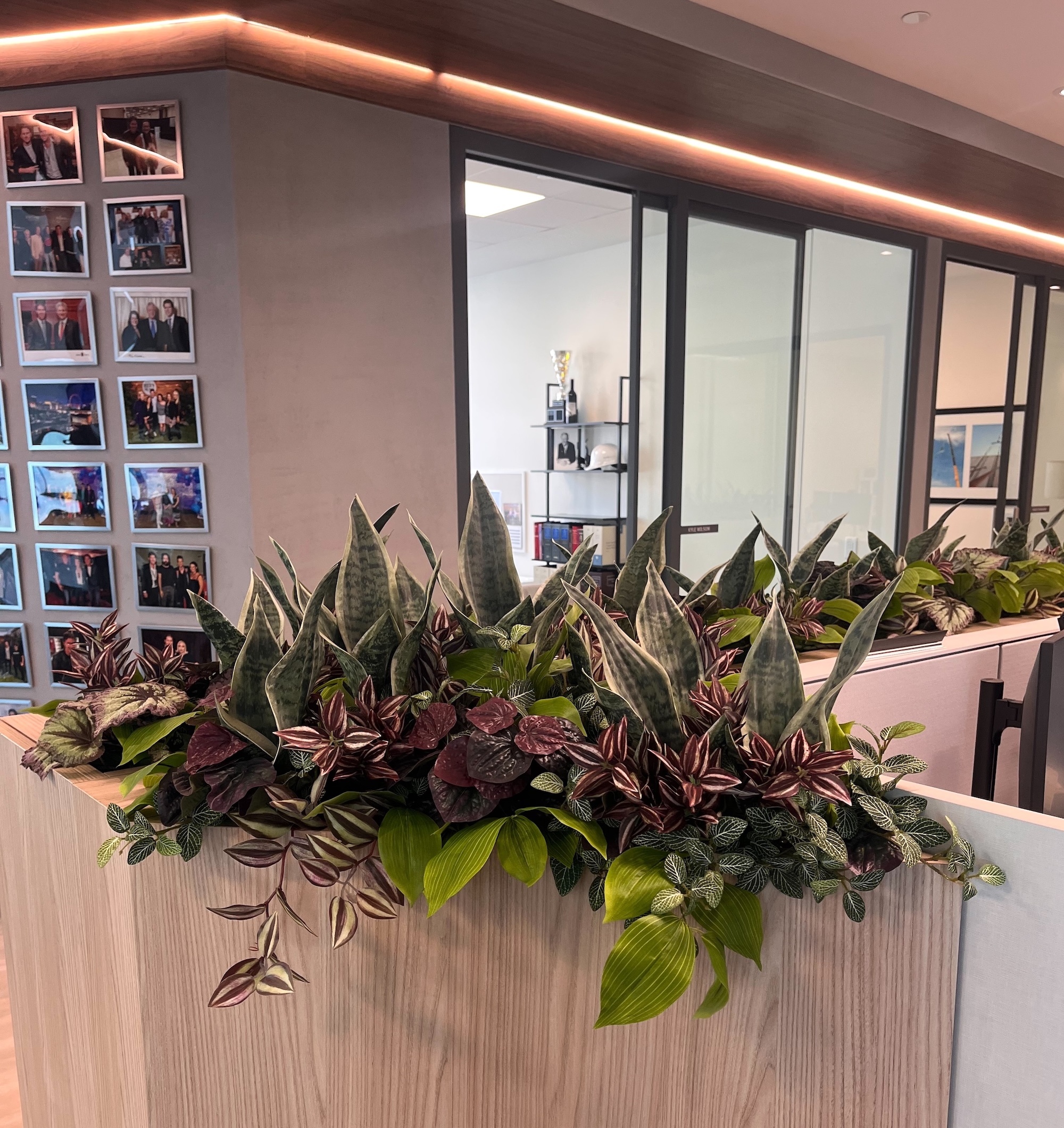 Faux potted plants in a divider planter dividing office workstations in an open layout