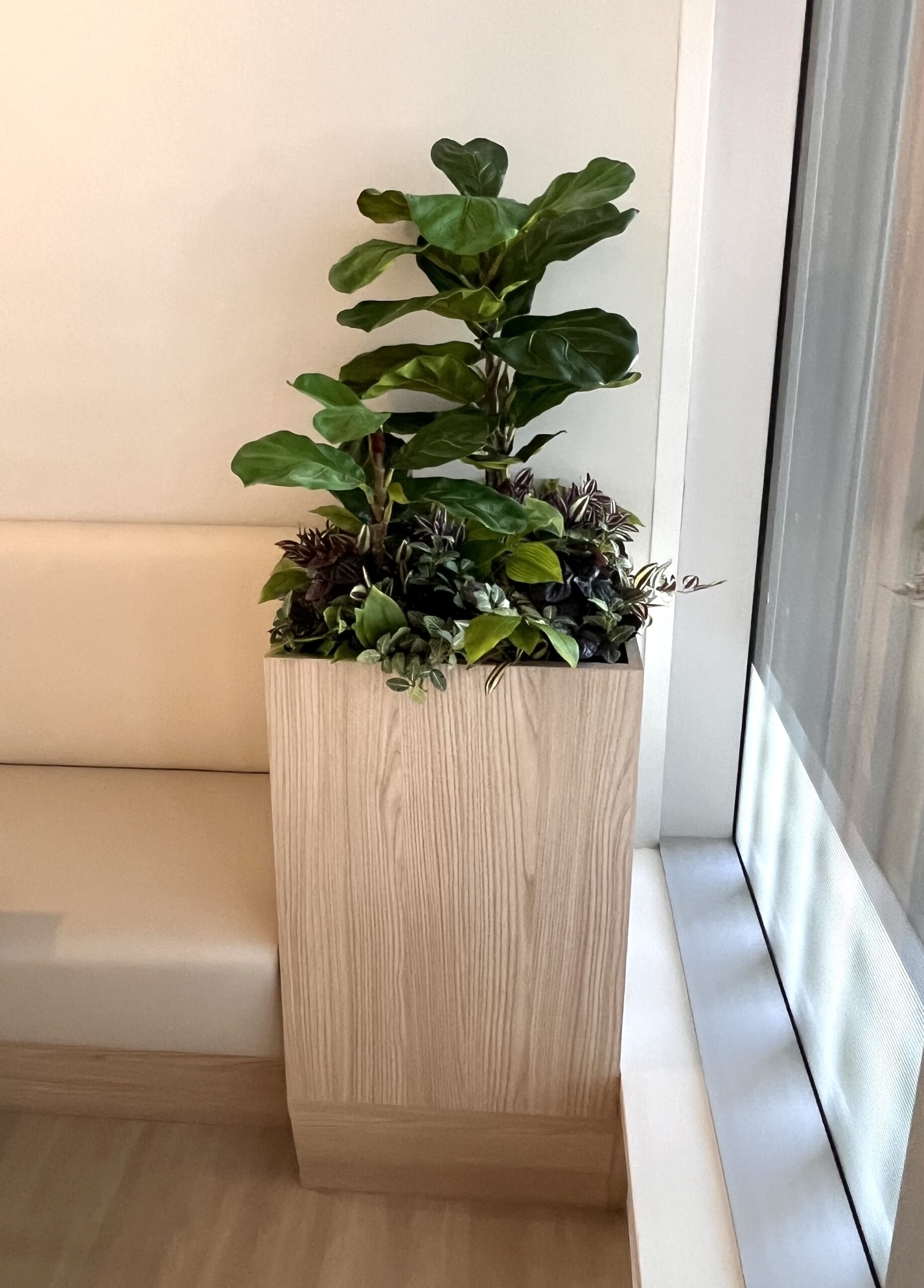 Replica fiddle leaf fig arranged in a square office planter near a wall and window
