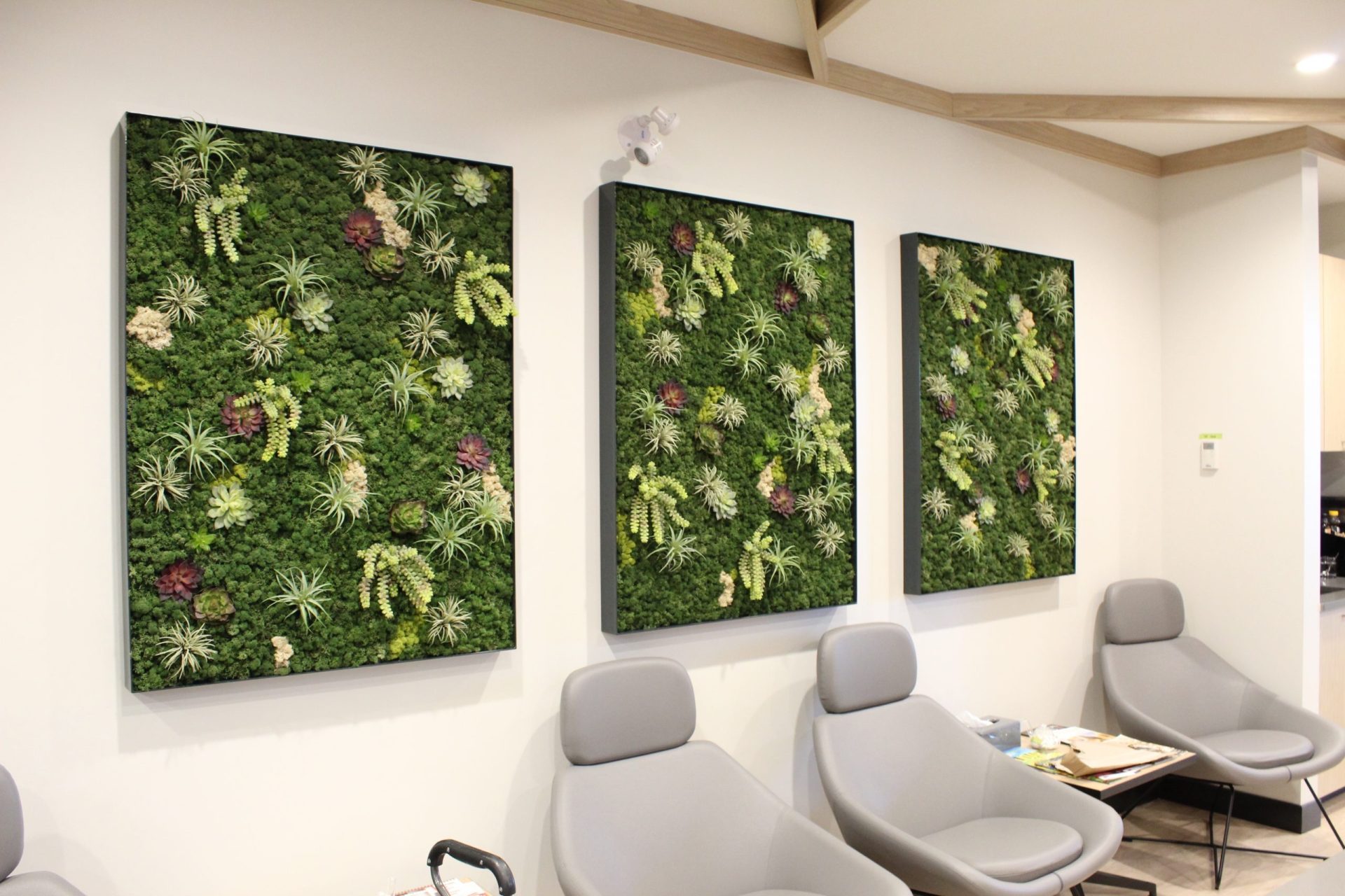 Three framed artificial green wall panels with mixed foliage and air plants mounted above a seating area in a professional office