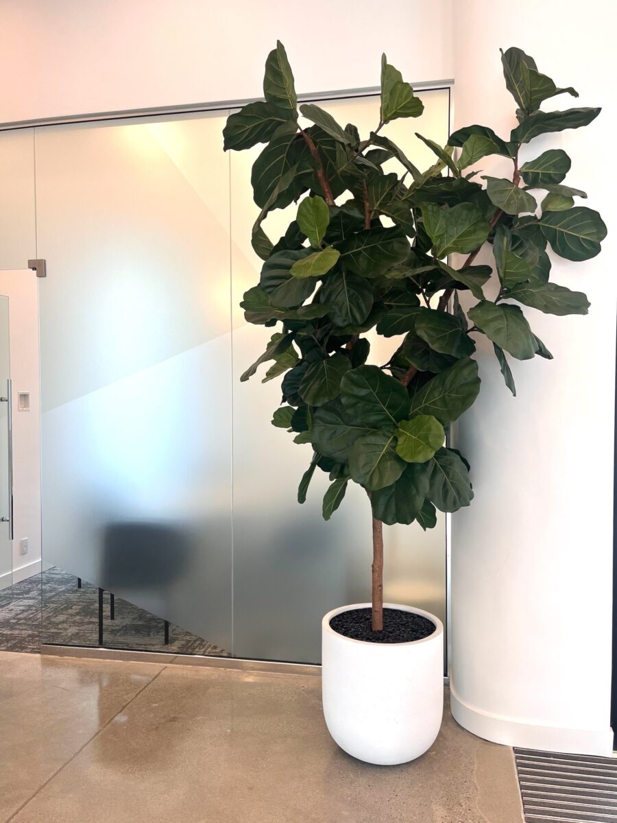 Tall artificial fiddle leaf fig tree in a white round planter beside a frosted glass partition in a commercial office corridor