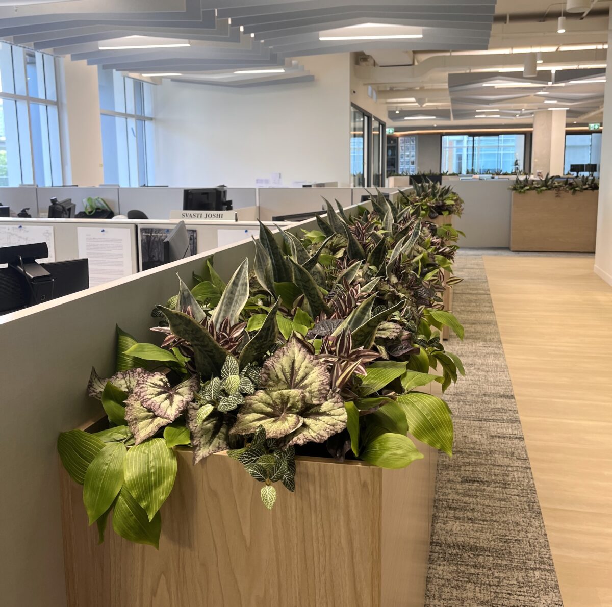 Artificial mixed foliage plants in a long wooden planter separating workstations in an open-plan office
